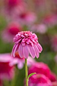 MEADOW FARM GARDEN AND NURSERY, WORCESTERSHIRE: PLANT PORTRAIT OF PINK, FLOWER OF ECHINACEA MEADOW FARM DOUBLE HYBRIDS. PERENNIALS, FLOWERING, LATE, SUMMER