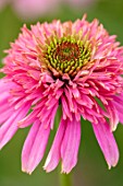 MEADOW FARM GARDEN AND NURSERY, WORCESTERSHIRE: PLANT PORTRAIT OF PINK, FLOWER OF ECHINACEA MEADOW FARM DOUBLE HYBRIDS DIANES DOUBLE DELIGHT. PERENNIALS, FLOWERING