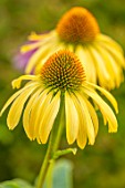 MEADOW FARM GARDEN AND NURSERY, WORCESTERSHIRE: PLANT PORTRAIT OF YELLOW FLOWERS OF ECHINACEA MEADOW FARM HYBRIDS. PERENNIALS, FLOWERING, LATE, SUMMER, CONEFLOWER