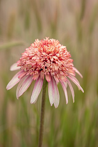 MEADOW_FARM_GARDEN_AND_NURSERY_WORCESTERSHIRE_PLANT_PORTRAIT_OF_PINK_APRICOT_FLOWERS_OF_ECHINACEA_ME