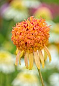 MEADOW FARM GARDEN AND NURSERY, WORCESTERSHIRE: PLANT PORTRAIT OF YELLOW, ORANGE, FLOWERS OF ECHINACEA MEADOW FARM DOUBLE HYBRIDS. PERENNIALS, FLOWERING, LATE, SUMMER, CONEFLOWER