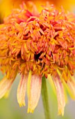 MEADOW FARM GARDEN AND NURSERY, WORCESTERSHIRE: PLANT PORTRAIT OF YELLOW, ORANGE, FLOWERS OF ECHINACEA MEADOW FARM DOUBLE HYBRIDS. PERENNIALS, FLOWERING, LATE, SUMMER, CONEFLOWER