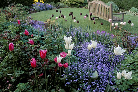 SEAT_ON_LAWN__BEDS_OF_TULIPS_WHITE_TRIUMPHATOR__MARIETTE_AND_MYOSOTIS_BLUE_BALL_EASTGROVE_COTTAGE__H