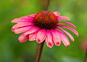 MEADOW FARM GARDEN AND NURSERY, WORCESTERSHIRE: PLANT PORTRAIT OF PINK, RED FLOWERS OF ECHINACEA MEADOW FARM HYBRIDS. PERENNIALS, FLOWERING, LATE, SUMMER, CONEFLOWERS