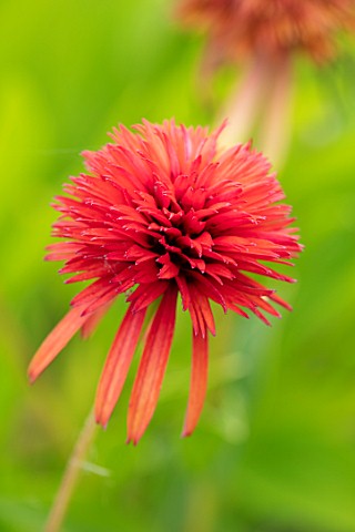 MEADOW_FARM_GARDEN_AND_NURSERY_WORCESTERSHIRE_PLANT_PORTRAIT_OF_ORANGE_RED_FLOWERS_OF_ECHINACEA_MEAD