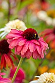 MEADOW FARM GARDEN AND NURSERY, WORCESTERSHIRE: PLANT PORTRAIT OF PINK, RED FLOWERS OF ECHINACEA MEADOW FARM HYBRIDS. PERENNIALS, FLOWERING, CONEFLOWERS