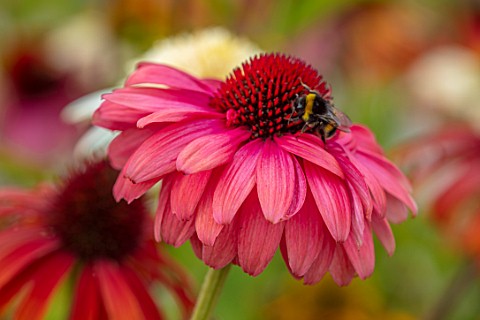 MEADOW_FARM_GARDEN_AND_NURSERY_WORCESTERSHIRE_PLANT_PORTRAIT_OF_PINK_RED_FLOWERS_OF_ECHINACEA_MEADOW