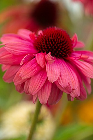 MEADOW_FARM_GARDEN_AND_NURSERY_WORCESTERSHIRE_PLANT_PORTRAIT_OF_PINK_RED_FLOWERS_OF_ECHINACEA_MEADOW