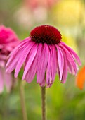 MEADOW FARM GARDEN AND NURSERY, WORCESTERSHIRE: PLANT PORTRAIT OF PINK FLOWERS OF ECHINACEA MEADOW FARM HYBRIDS. PERENNIALS, FLOWERING, CONEFLOWERS
