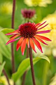 MEADOW FARM GARDEN AND NURSERY, WORCESTERSHIRE: PLANT PORTRAIT OF RED FLOWERS OF ECHINACEA MEADOW FARM RED HYBRIDS. PERENNIALS, FLOWERING, CONEFLOWERS