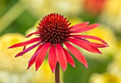 MEADOW FARM GARDEN AND NURSERY, WORCESTERSHIRE: PLANT PORTRAIT OF RED FLOWERS OF ECHINACEA MEADOW FARM RED HYBRIDS. PERENNIALS, FLOWERING, CONEFLOWERS