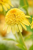 MEADOW FARM GARDEN AND NURSERY, WORCESTERSHIRE: PLANT PORTRAIT OF YELLOW FLOWERS OF ECHINACEA MEADOW FARM DOUBLE SOFT YELLOW HYBRIDS. PERENNIALS, FLOWERING, CONEFLOWERS