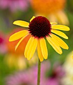 MEADOW FARM GARDEN AND NURSERY, WORCESTERSHIRE: PLANT PORTRAIT OF YELLOW FLOWERS OF ECHINACEA MEADOW FARM HYBRIDS. PERENNIALS, FLOWERING, CONEFLOWERS
