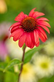 MEADOW FARM GARDEN AND NURSERY, WORCESTERSHIRE: PLANT PORTRAIT OF RED FLOWERS OF ECHINACEA MEADOW FARM HYBRIDS. PERENNIALS, FLOWERING, CONEFLOWERS