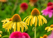 MEADOW FARM GARDEN AND NURSERY, WORCESTERSHIRE: PLANT PORTRAIT OF YELLOW FLOWERS OF ECHINACEA MEADOW FARM HYBRIDS. PERENNIALS, FLOWERING, LATE, SUMMER, CONEFLOWER
