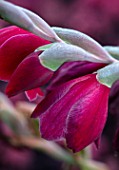 MEADOW FARM GARDEN AND NURSERY, WORCESTERSHIRE: PLANT PORTRAIT OF RED FLOWERS OF GLADIOLUS PAPILIO RUBY. FLOWERS, FLOWERING