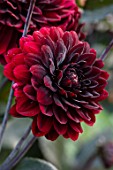 MEADOW FARM GARDEN AND NURSERY, WORCESTERSHIRE: PLANT PORTRAIT OF DARK RED FLOWERS OF DAHLIA KARMA CHOC. FLOWERS, FLOWERING, SUMMER