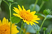 MEADOW FARM GARDEN AND NURSERY, WORCESTERSHIRE: PLANT PORTRAIT OF YELLOW FLOWERS OF HELIANTHUS CAPENOCH STAR. FLOWERS, FLOWERING, SUMMER