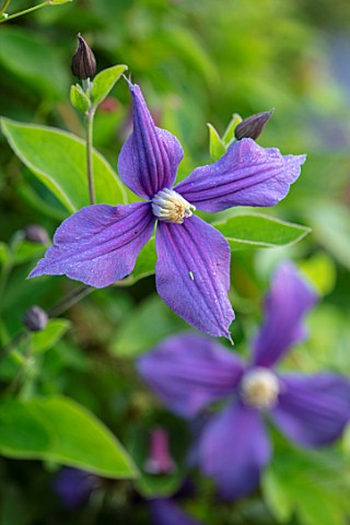 MEADOW_FARM_GARDEN_AND_NURSERY_WORCESTERSHIRE_PLANT_PORTRAIT_OF_BLUE_FLOWERS_OF_CLEMATIS_X_DURANDII_