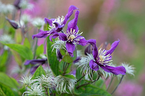 MEADOW_FARM_GARDEN_AND_NURSERY_WORCESTERSHIRE_PLANT_PORTRAIT_OF_BLUE_PURPLE_FLOWERS_OF_CLEMATIS_PETI