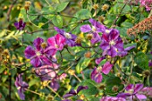 MEADOW FARM GARDEN AND NURSERY, WORCESTERSHIRE: PLANT PORTRAIT OF PURPLE FLOWERS OF CLEMATIS STAR OF INDIA. FLOWERS, FLOWERING, SUMMER, CLIMBER, CLIMBING