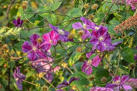 MEADOW_FARM_GARDEN_AND_NURSERY_WORCESTERSHIRE_PLANT_PORTRAIT_OF_PURPLE_FLOWERS_OF_CLEMATIS_STAR_OF_I