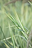MEADOW FARM GARDEN AND NURSERY, WORCESTERSHIRE: PLANT PORTRAIT OF GREEN, CREAM, STRIPES, STRIPED LEAVES OF PHALARIS ARUNDINACEA PICTA FEESEY. SUMMER, GRASSES