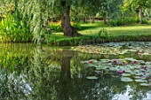 BENNETTS WATER GARDENS, DORSET: LAKE, WILLOWS, WATER LILIES, WATERLILIES, POND, POOL, PINK, FLOWERING, REFLECTIONS, REFLECTED