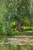 BENNETTS WATER GARDENS, DORSET: LAKE, WILLOWS, WATER LILIES, WATERLILIES, POND, POOL, PINK, FLOWERING, REFLECTIONS, REFLECTED