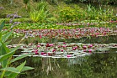 BENNETTS WATER GARDENS, DORSET: LAKE, WATER LILIES, WATERLILIES, POND, POOL, PINK, FLOWERING, REFLECTIONS, REFLECTED