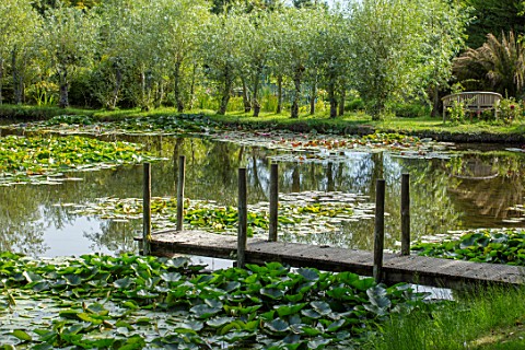 BENNETTS_WATER_GARDENS_DORSET_LAKE_WILLOWS_JETTY_WOODEN_WATER_LILIES_WATERLILIES_POND_POOL_REFLECTIO