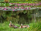 BENNETTS WATER GARDENS, DORSET: DUCKS BESIDE ONE OF THE LAKES WATER LILIES, WATERLILIES, POND, POOL, SUMMER