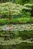 BENNETTS WATER GARDENS, DORSET: LAKE, POND, POOL, SUMMER, CORNUS CONTROVERSA VARIEGATA, WATERLILIES, WATER LILIES, NYMPHAEA LILY PONS, REFLECTED, REFLECTIONS