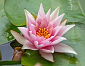 BENNETTS WATER GARDENS, DORSET: PLANT PORTRAIT OF PINK FLOWERS OF WATER LILY - NYMPHAEA AMABILIS. WATER LILIES, SUMMER, FLOWERING, AQUATIC PERENNIALS