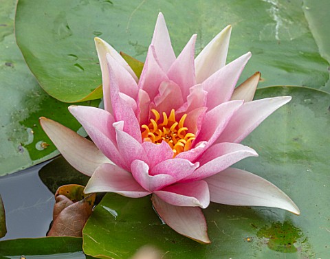 BENNETTS_WATER_GARDENS_DORSET_PLANT_PORTRAIT_OF_PINK_FLOWERS_OF_WATER_LILY__NYMPHAEA_AMABILIS_WATER_