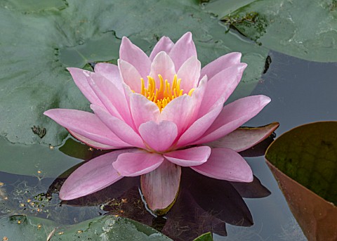 BENNETTS_WATER_GARDENS_DORSET_PLANT_PORTRAIT_OF_PINK_FLOWERS_OF_WATER_LILY__NYMPHAEA_NORMA_GEDYE_WAT