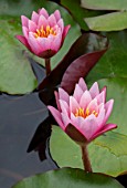 BENNETTS WATER GARDENS, DORSET: PLANT PORTRAIT OF PINK, FLOWERS OF WATER LILY - NYMPHAEA PINK SENSATION. WATER LILIES, SUMMER, FLOWERING, AQUATIC PERENNIALS