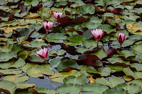 BENNETTS_WATER_GARDENS_DORSET_PLANT_PORTRAIT_OF_PINK_FLOWERS_OF_WATER_LILY__NYMPHAEA_ROSE_AREY_WATER