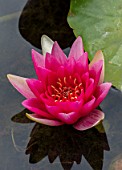 BENNETTS WATER GARDENS, DORSET: PLANT PORTRAIT OF PINK, RED FLOWERS OF WATER LILY - NYMPHAEA ESCARBOUCLE. AGM, WATER LILIES, SUMMER, FLOWERING, AQUATIC PERENNIALS