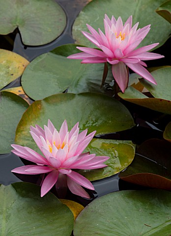 BENNETTS_WATER_GARDENS_DORSET_PLANT_PORTRAIT_OF_PINK_FLOWERS_OF_WATER_LILY__NYMPHAEA_PINK_SENSATION_