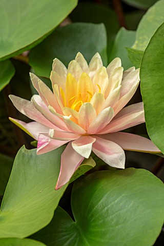 BENNETTS_WATER_GARDENS_DORSET_PLANT_PORTRAIT_OF_YELLOW_SALMON_PINK_FLOWERS_OF_WATER_LILY__NYMPHAEA_C
