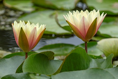 BENNETTS_WATER_GARDENS_DORSET_PLANT_PORTRAIT_OF_YELLOW_PINK_PEACH_FLOWERS_OF_WATER_LILY__NYMPHAEA_BA