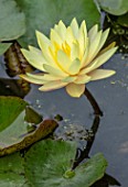 BENNETTS WATER GARDENS, DORSET: PLANT PORTRAIT OF YELLOW, PINK FLOWERS OF WATER LILY - NYMPHAEA TEXAS DAWN. WATER LILIES, SUMMER, FLOWERING, AQUATIC PERENNIALS