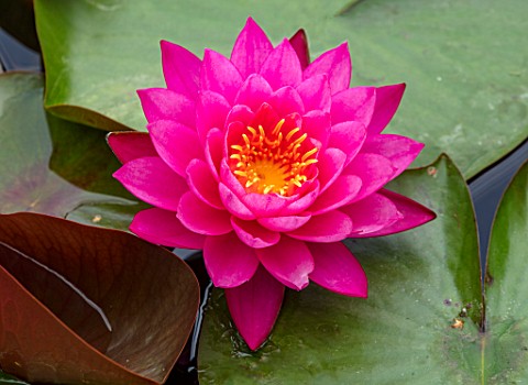 BENNETTS_WATER_GARDENS_DORSET_PLANT_PORTRAIT_OF_PINK_FLOWERS_OF_WATER_LILY__NYMPHAEA_MAYLA_WATER_LIL