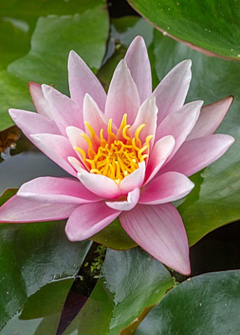BENNETTS_WATER_GARDENS_DORSET_PLANT_PORTRAIT_OF_PINK_FLOWERS_OF_WATER_LILY__NYMPHAEA_PINK_SENSATION_