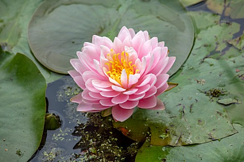 BENNETTS_WATER_GARDENS_DORSET_PLANT_PORTRAIT_OF_PINK_FLOWERS_OF_WATER_LILY__NYMPHAEA_LILY_PONS_WATER