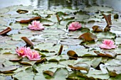 BENNETTS WATER GARDENS, DORSET: PINK FLOWERS OF WATER LILY - NYMPHAEA LILY PONS. WATER LILIES, SUMMER, FLOWERING, AQUATIC PERENNIALS