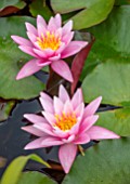 BENNETTS WATER GARDENS, DORSET: PLANT PORTRAIT OF PINK FLOWERS OF WATER LILY - NYMPHAEA PINK SENSATION. WATER LILIES, SUMMER, FLOWERING, AQUATIC PERENNIALS