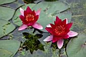 BENNETTS WATER GARDENS, DORSET: PLANT PORTRAIT OF RED, PINK FLOWERS OF WATER LILY - NYMPHAEA BATEAU. WATER LILIES, SUMMER, FLOWERING, AQUATIC PERENNIALS