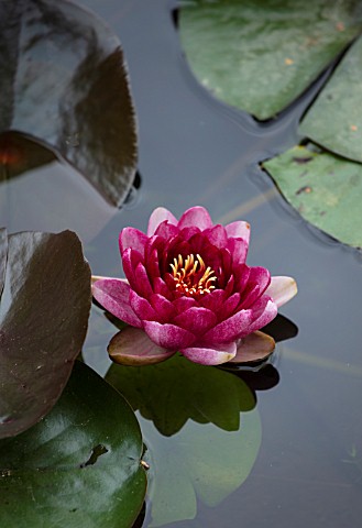 BENNETTS_WATER_GARDENS_DORSET_ABSTRACT_PLANT_PORTRAIT_OF_RED_PINK_FLOWERS_OF_WATER_LILY__NYMPHAEA_AL